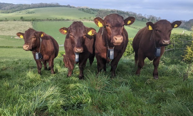 Cattle at Waterhall